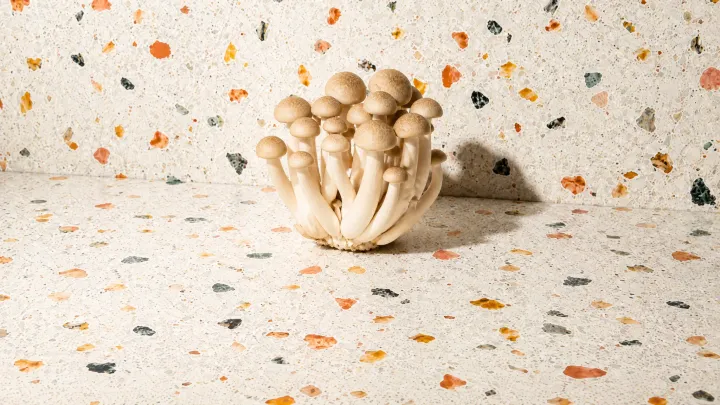 Beech Mushroom