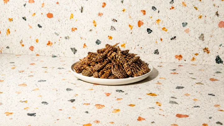Grasshoppers