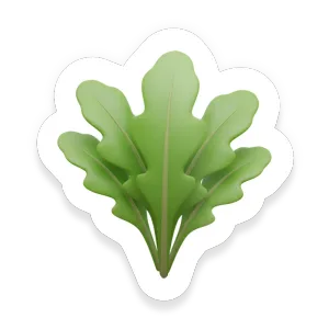 Arugula (Rocket)