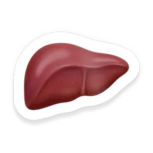Beef Liver