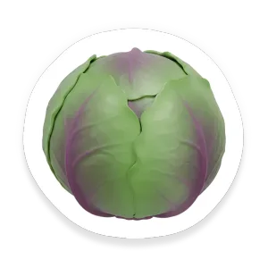 Cabbage