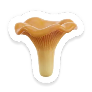 Chanterelle Mushroom