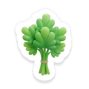 Cilantro (Coriander)