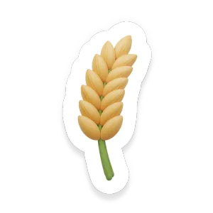 Khorasan Wheat (Kamut)