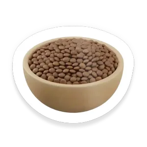 Lentil