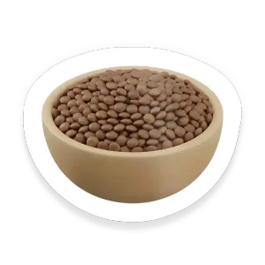 Lentil