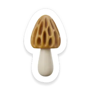 Morel Mushrooms