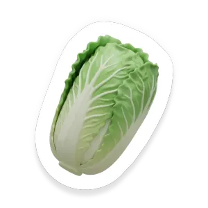 Napa Cabbage