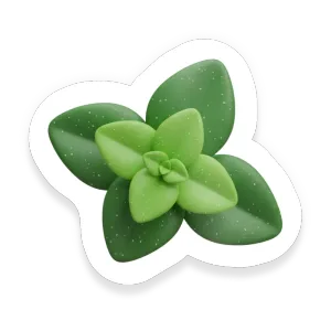 Oregano