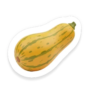 Summer Squash