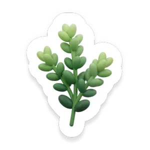Thyme
